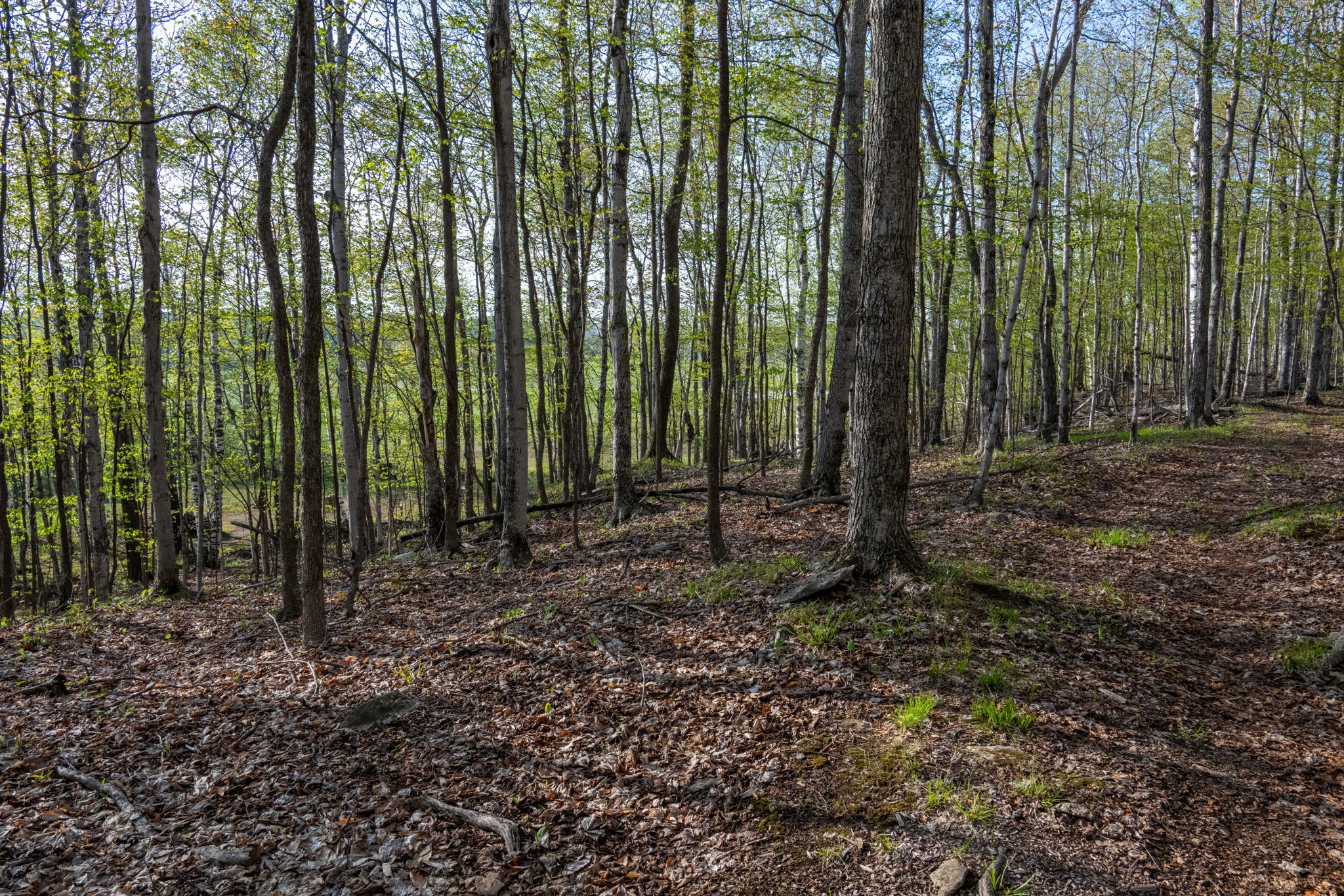 High Plateau Woods Vacant Lots Baileys Harbor Door County Wisconsin-22