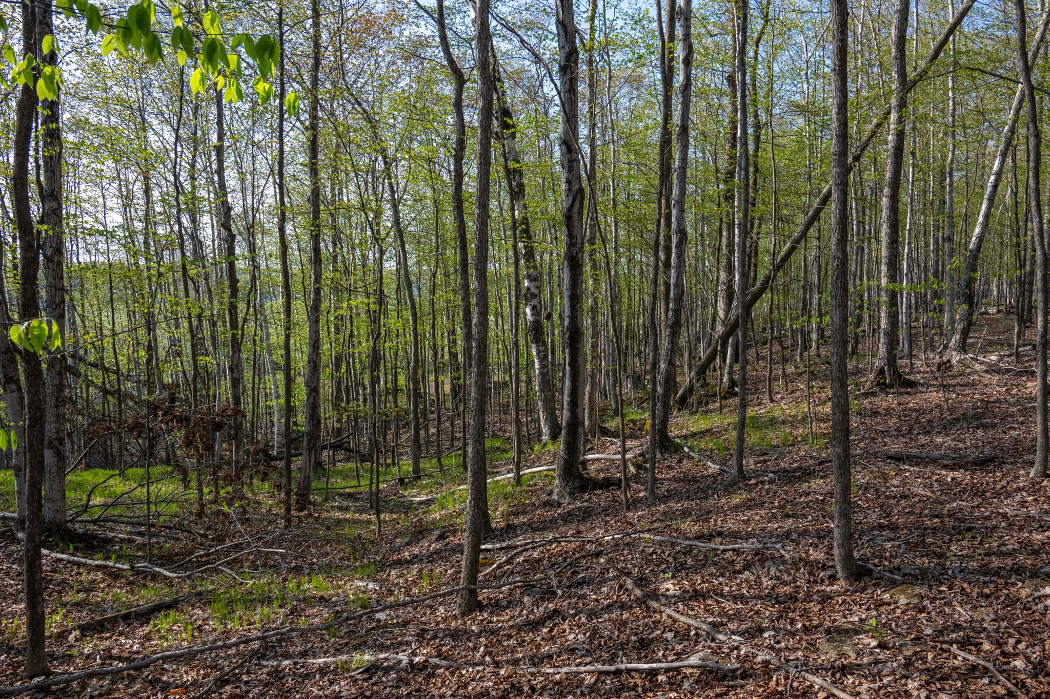 High Plateau Woods Vacant Lots Baileys Harbor Door County Wisconsin-23