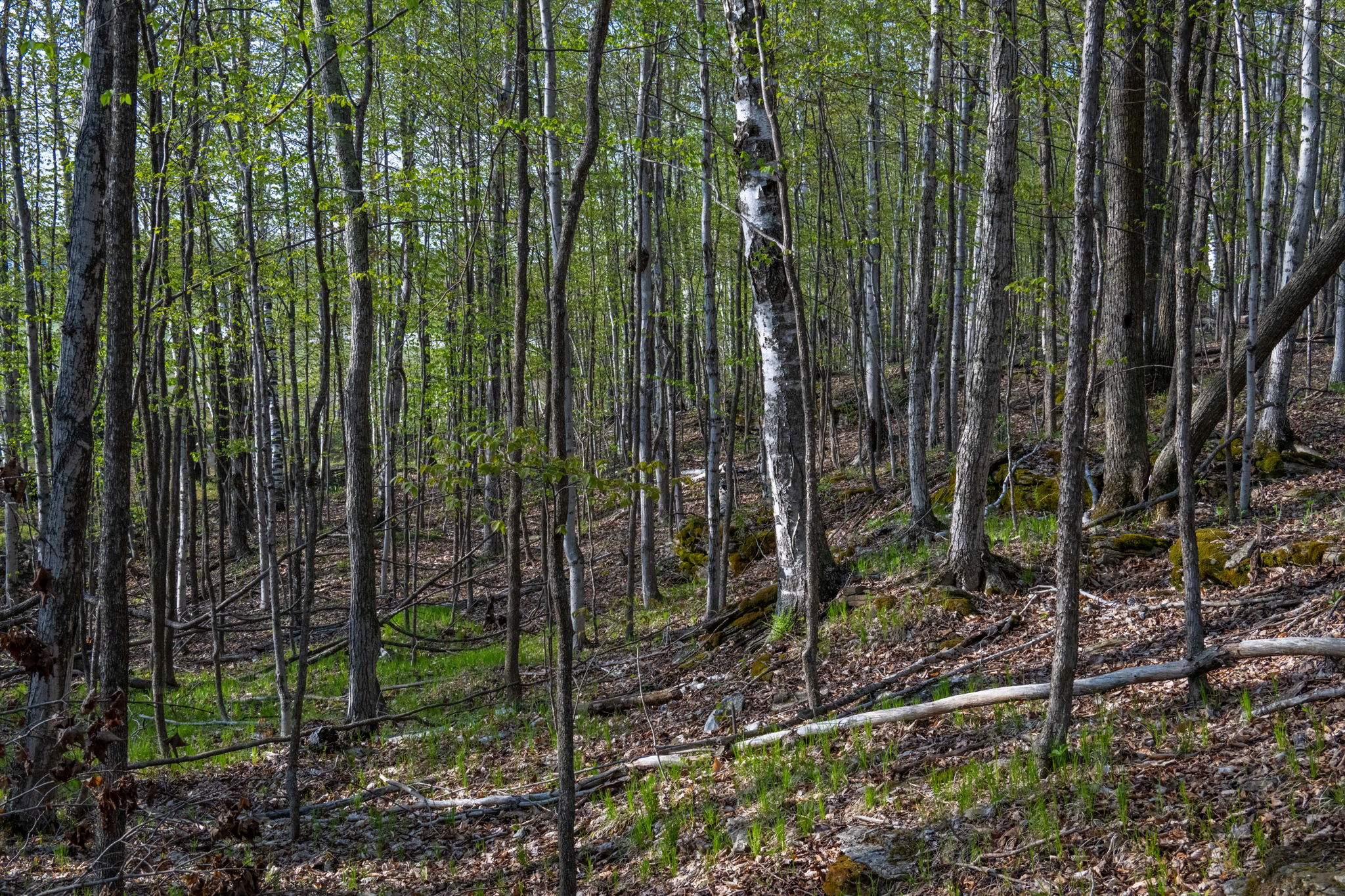 High Plateau Woods Vacant Lots Baileys Harbor Door County Wisconsin-24