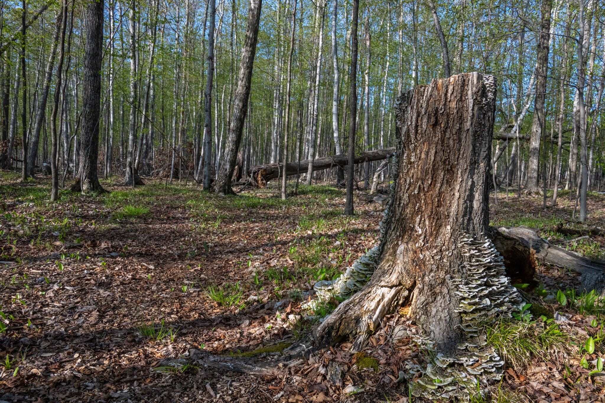 High Plateau Woods Vacant Lots Baileys Harbor Door County Wisconsin-25