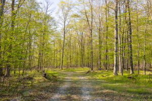 High Plateau Woods Vacant Lots Baileys Harbor Door County Wisconsin-8