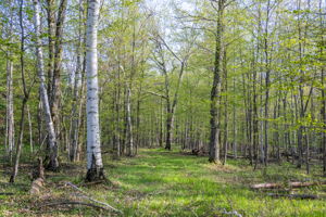 High Plateau Woods Vacant Lots Baileys Harbor Door County Wisconsin-13