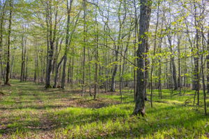 High Plateau Woods Vacant Lots Baileys Harbor Door County Wisconsin-14