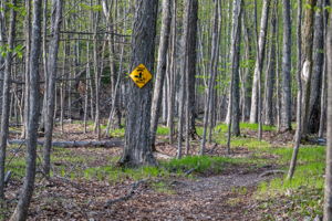 High Plateau Woods Vacant Lots Baileys Harbor Door County Wisconsin-21