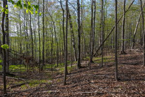 High Plateau Woods Vacant Lots Baileys Harbor Door County Wisconsin-23