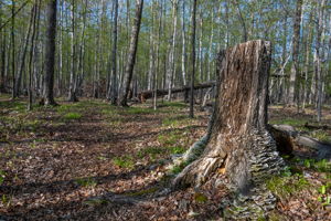 High Plateau Woods Vacant Lots Baileys Harbor Door County Wisconsin-25