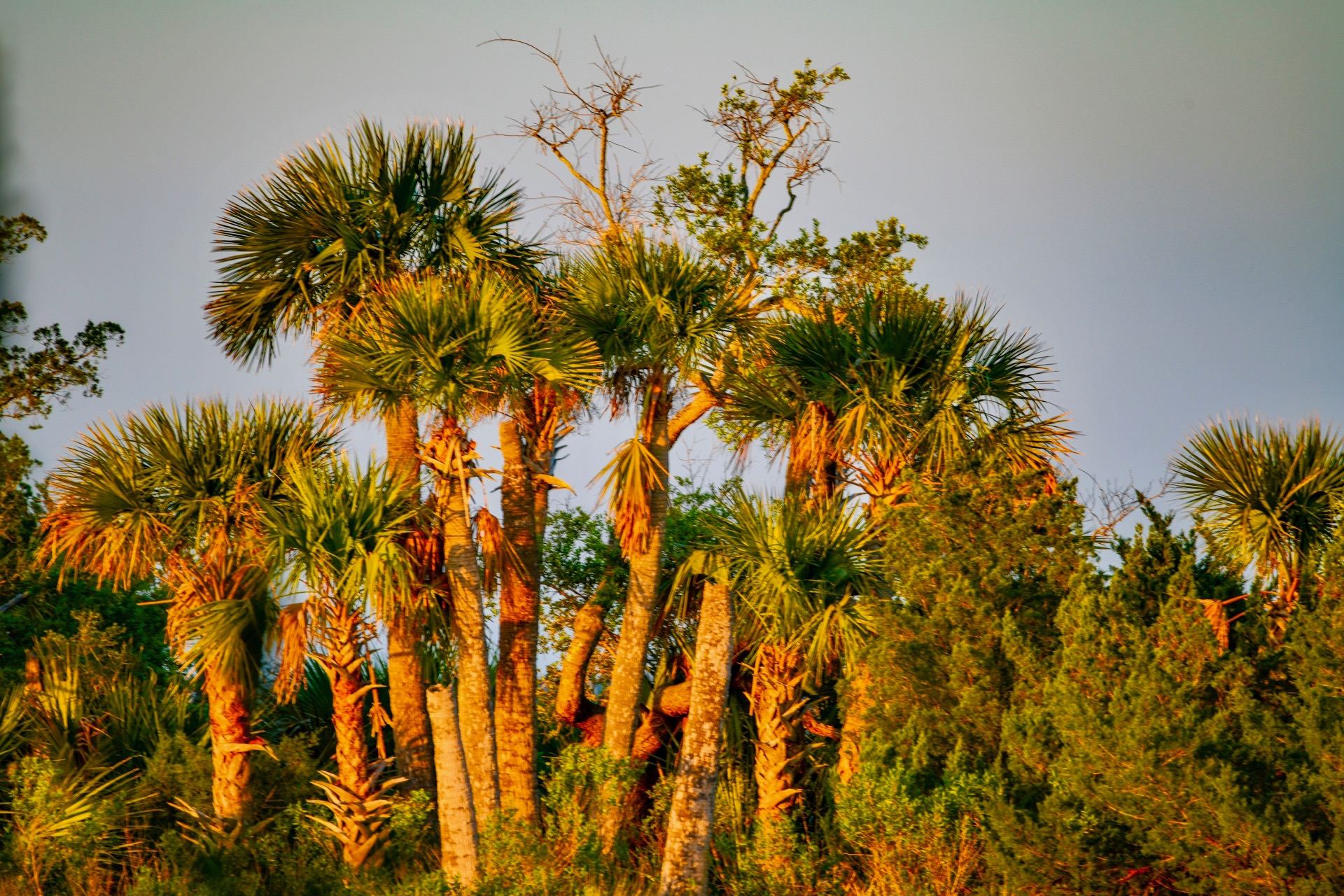 Island Palms