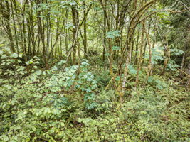  Photo 0