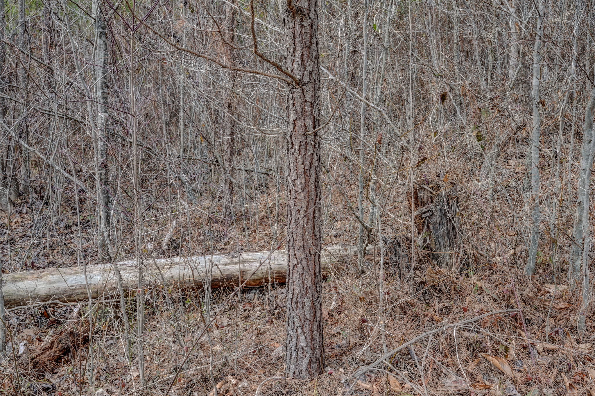 Loblolly Pine Base 2