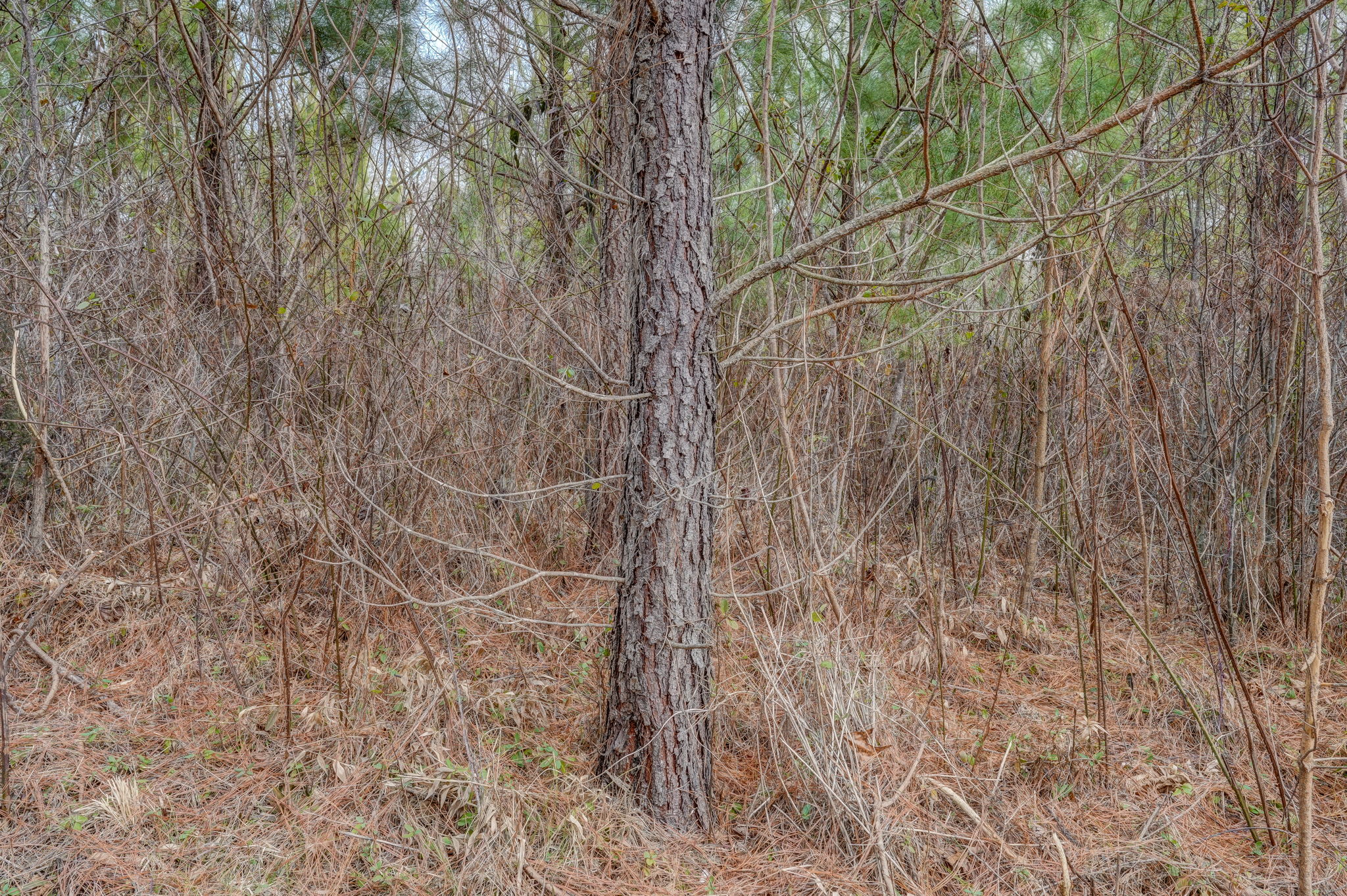 Loblolly Pine Base 3