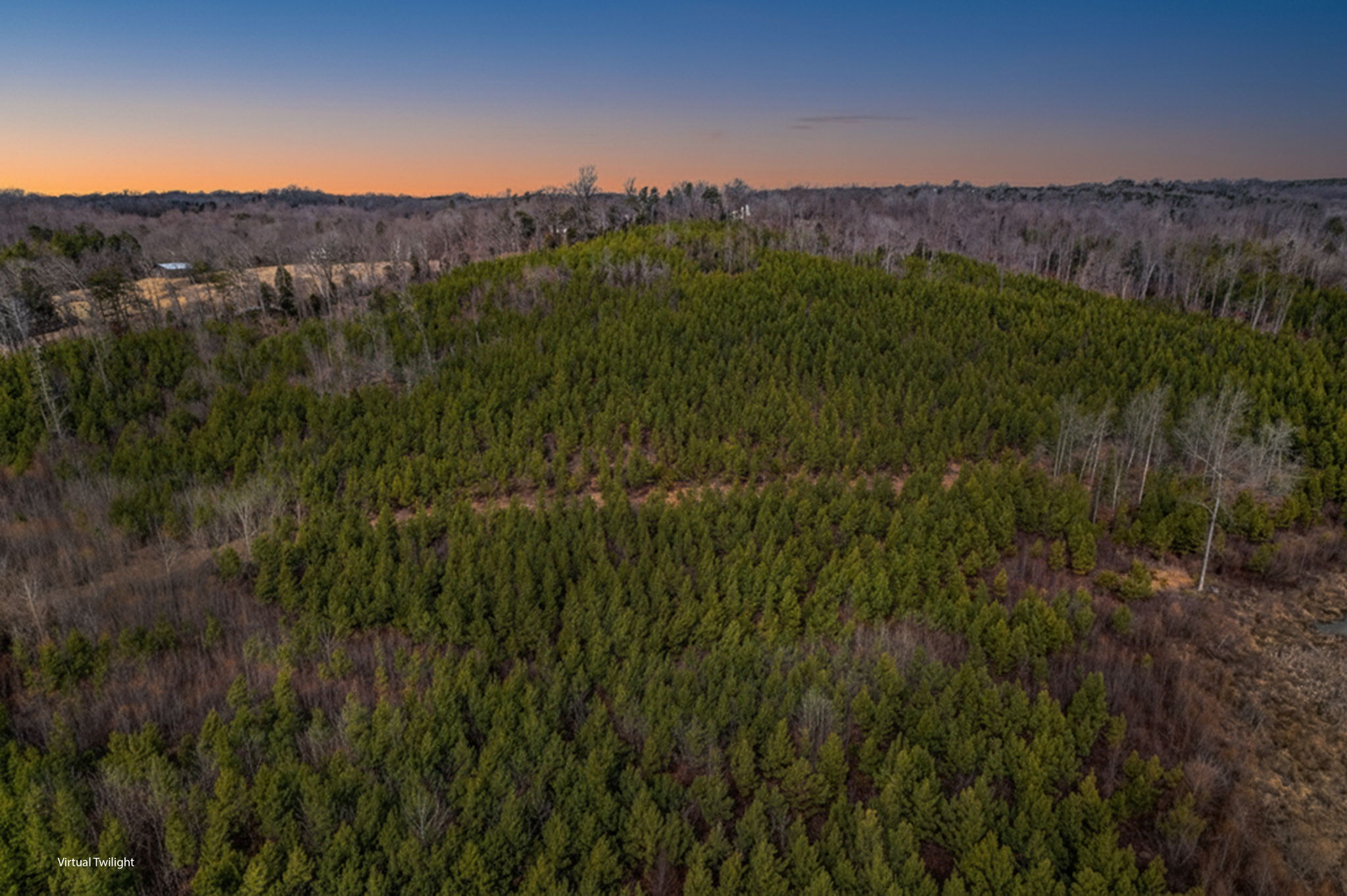 Loblolly Pine 4 Virtual Twilight