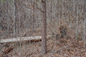 Loblolly Pine Base 2