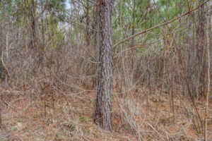 Loblolly Pine Base 3