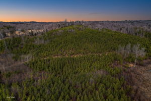 Loblolly Pine 4 Virtual Twilight