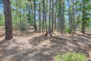 Briar Forest Dr-009