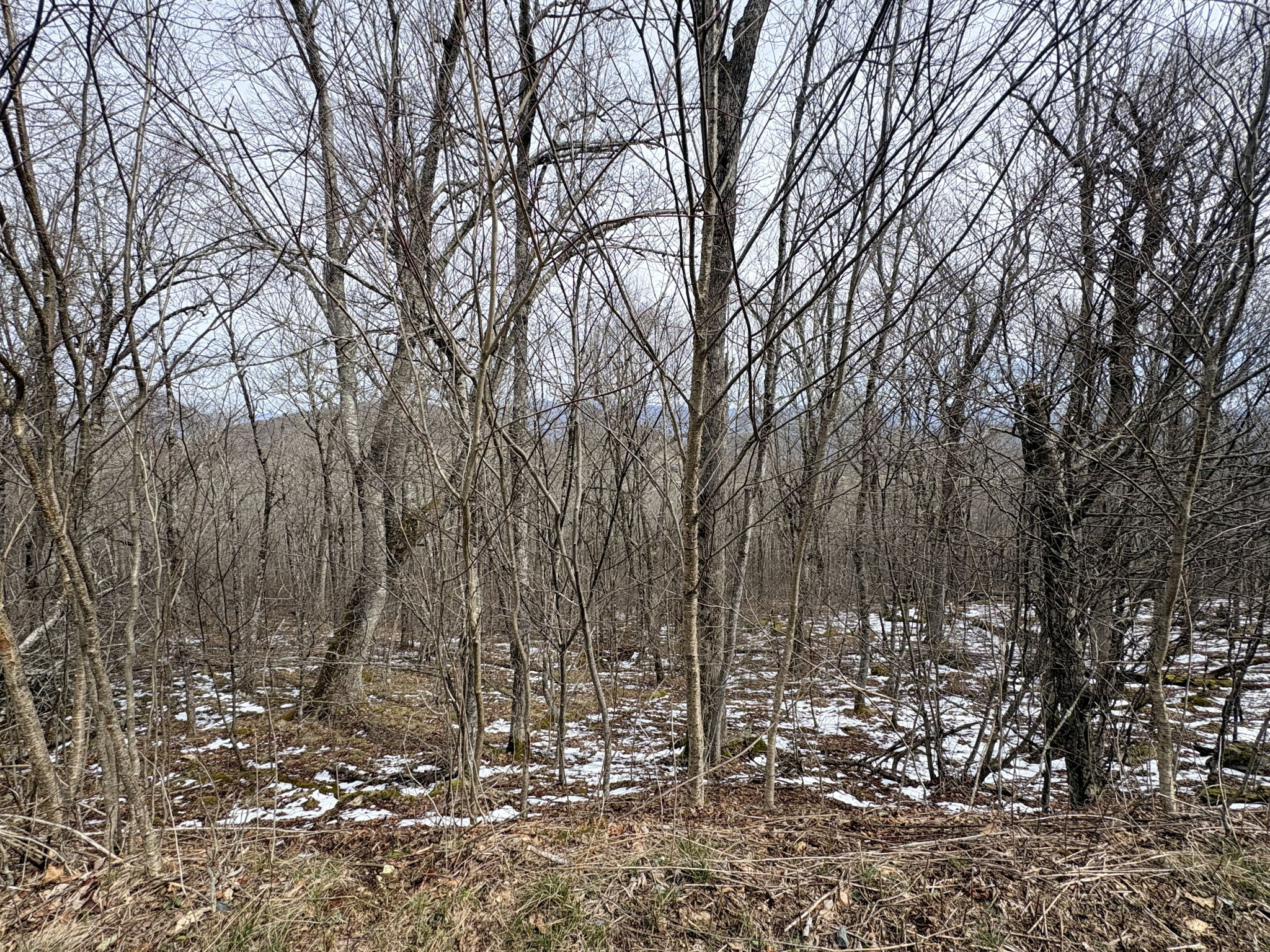 The lay of the lot, gently slopping.