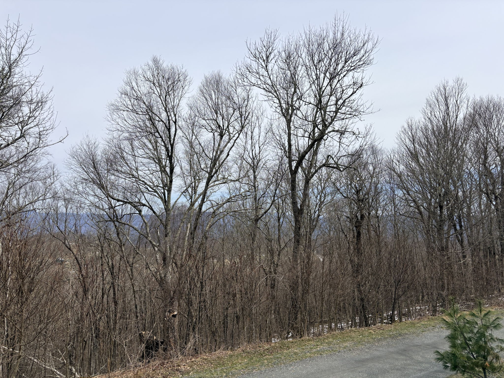Overlooking to potential views of lots