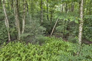  Photo 31