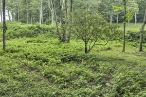  Photo 34