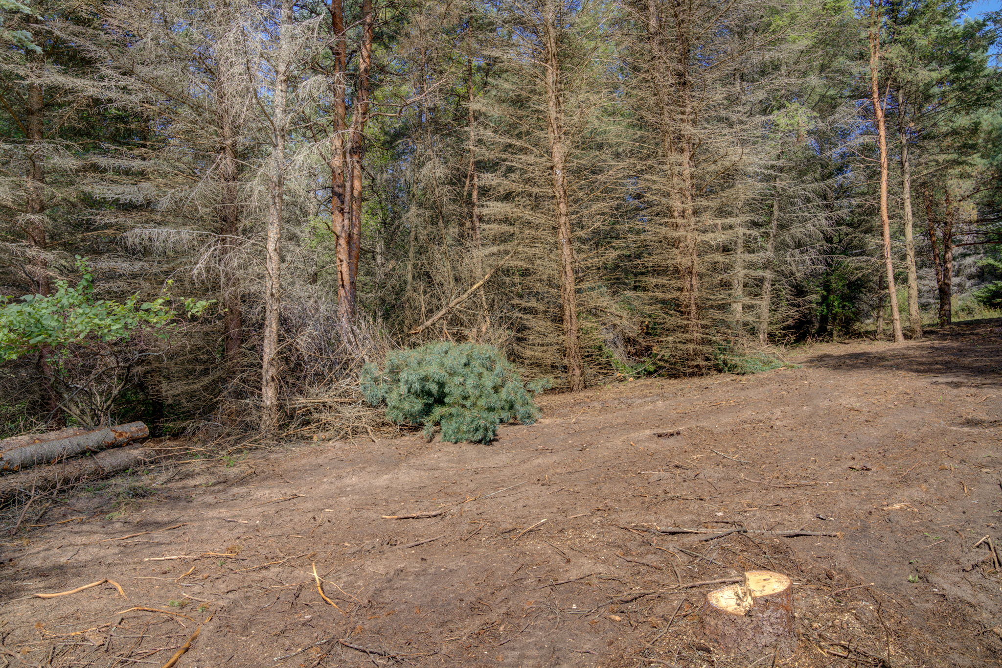  Photo 42