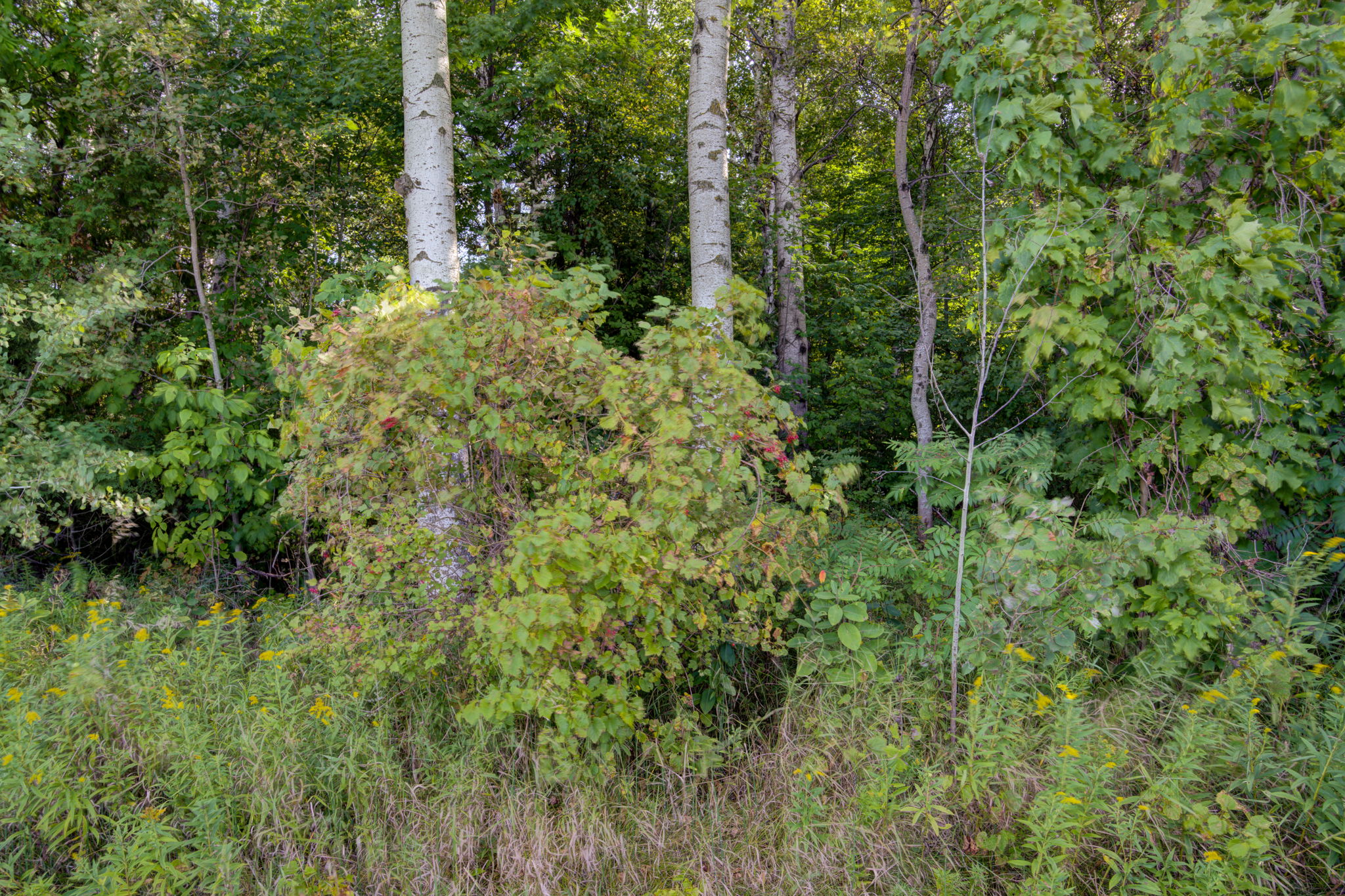  Photo 49