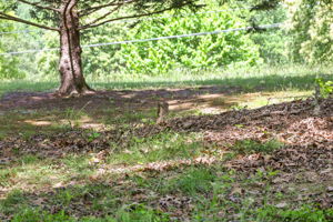 Photo 39
