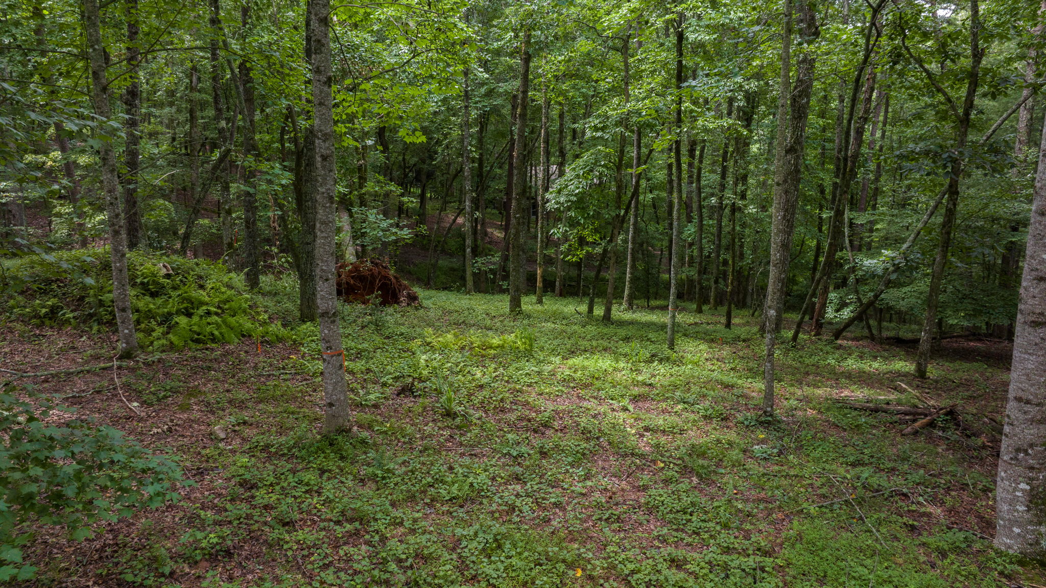 Image-41