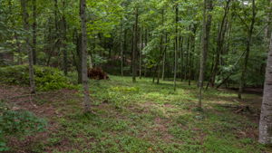 Image-41