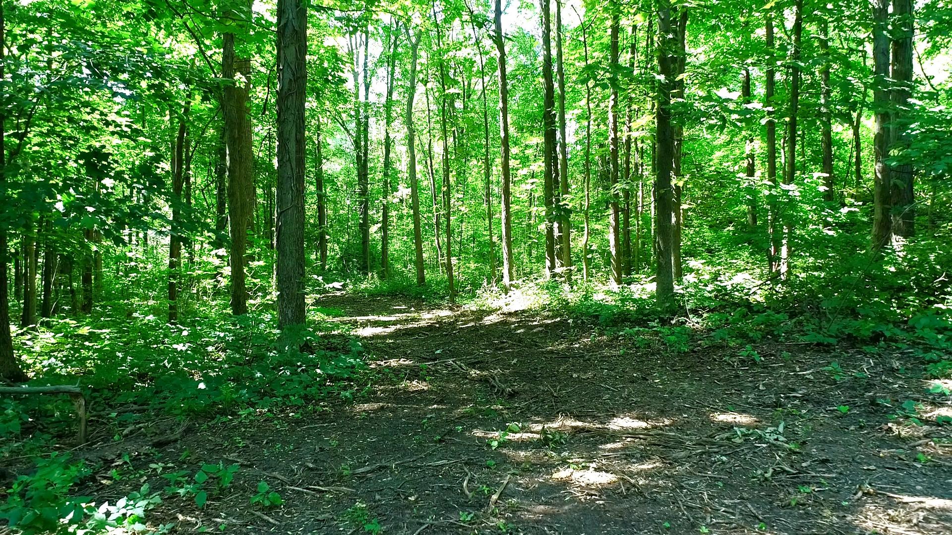 Pine Needle Trail Rochester MI 48306 Great Lakes Aerial Video Pine needle trail rochester mi 48306 great lakes aerial video