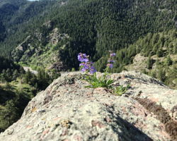 and flowers