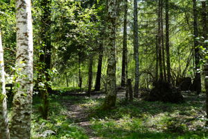  Photo 36
