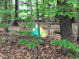  Photo 41